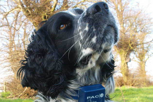 E collar on spaniel
