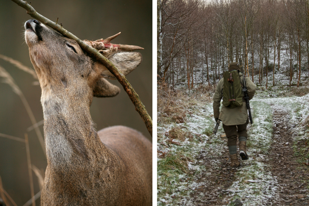 Roe deer hunting 