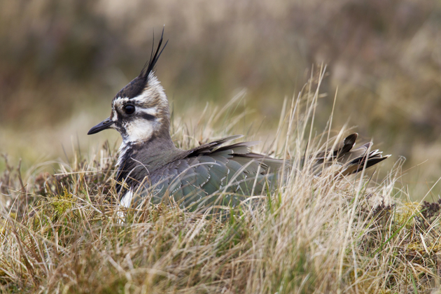 Lapwing