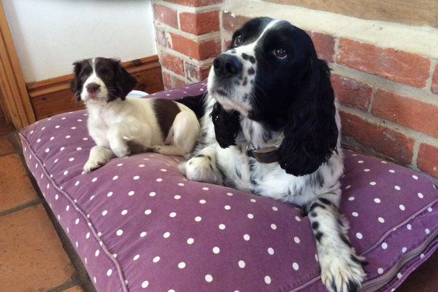 How can I ensure my puppy bonds with my old gun dog?