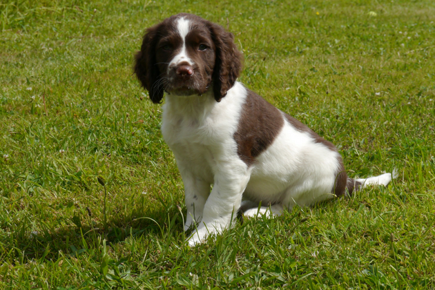 spaniel puppy