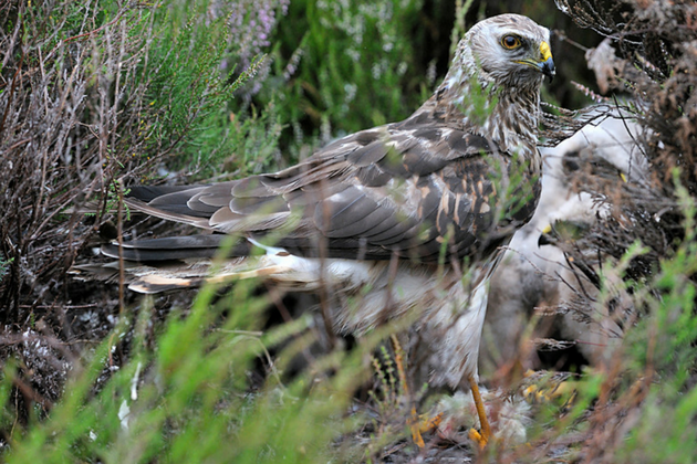 Hen harriers