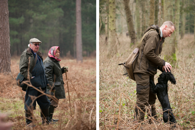 Cocker championship at Sandringham
