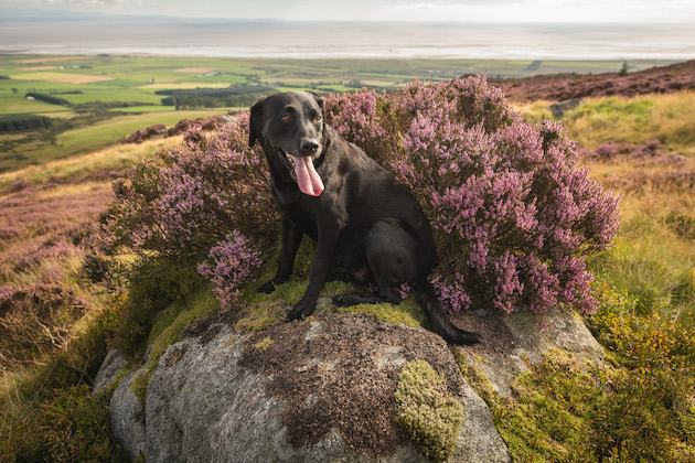 Dealing with tapeworms in working dogs
