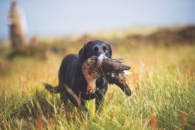 Labrador with grouse 