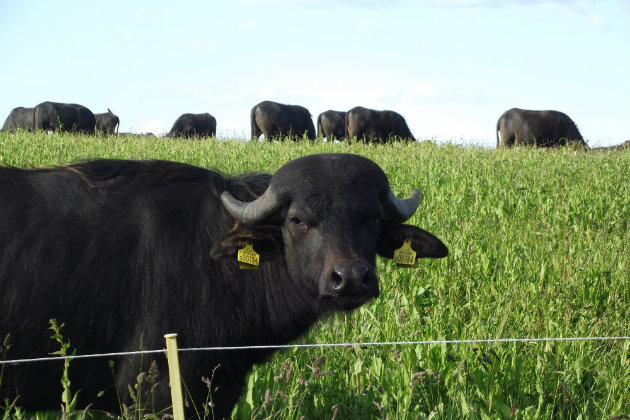 Buffalo