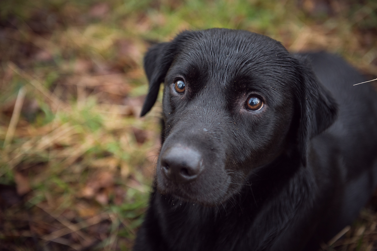 What treatment can I give my constipated dog?