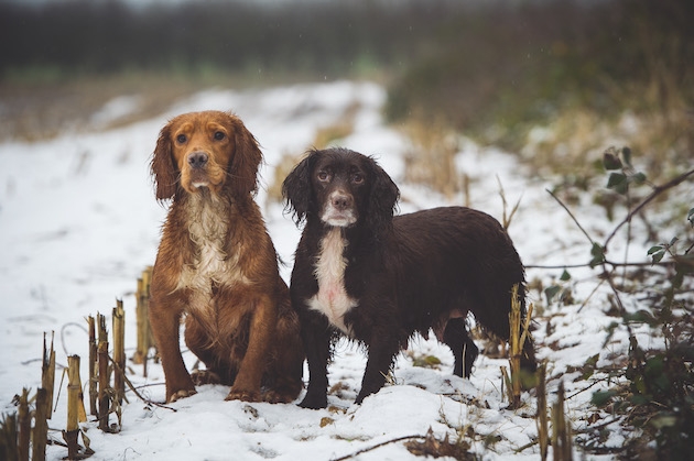 Looking after dogs in the cold