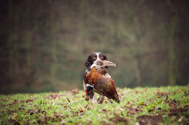 cocker spaniel retrieves
