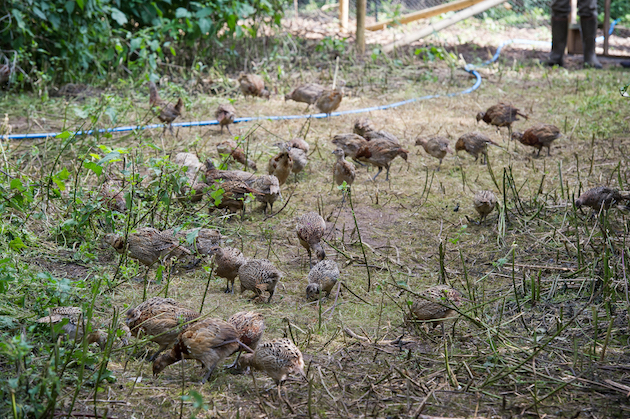 rearing pheasants