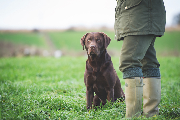 chocolate Labradors