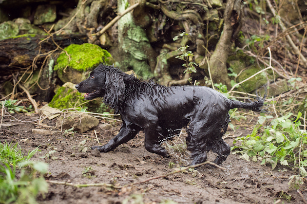 wet spaniel 