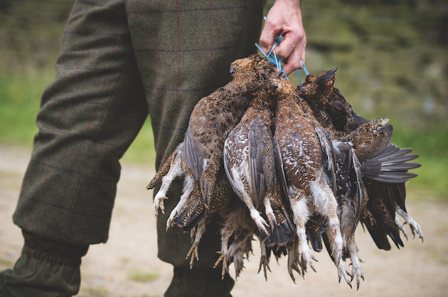 braces of grouse 