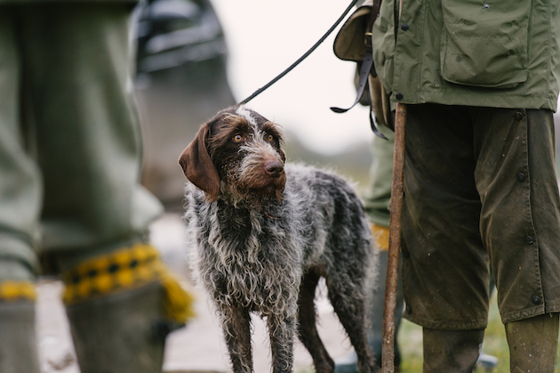 German wirehaired pointer