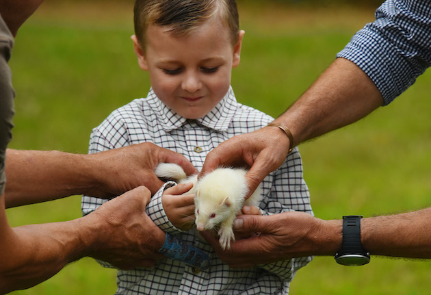 Ferret with child 
