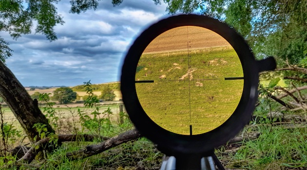 sight 