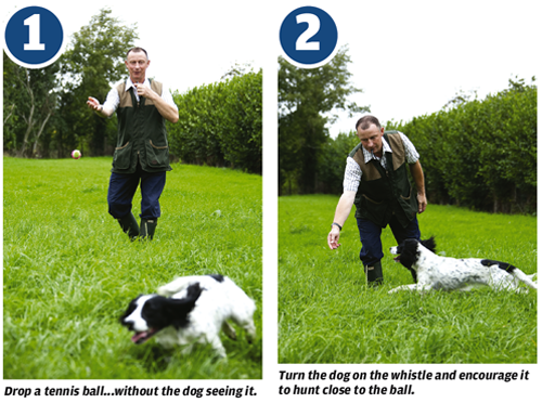 Gundog training - quartering