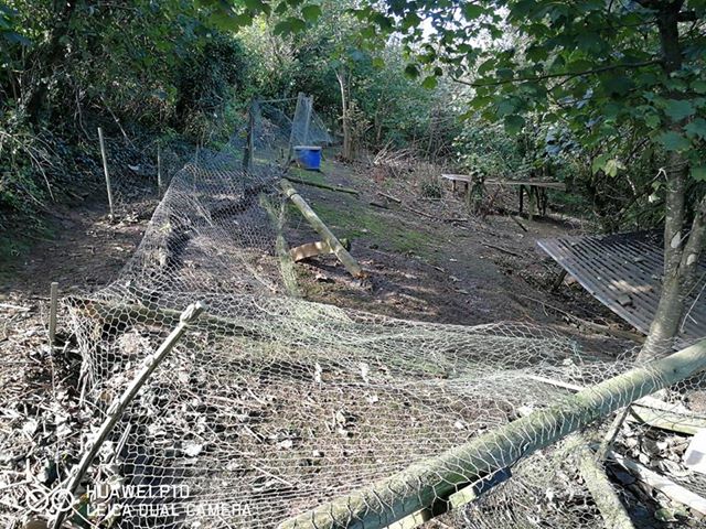 damage on shoot in badger cull zone