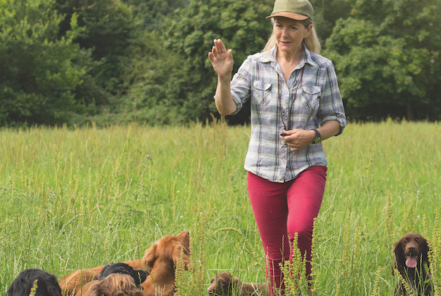 Janet Menzies training spaniels 