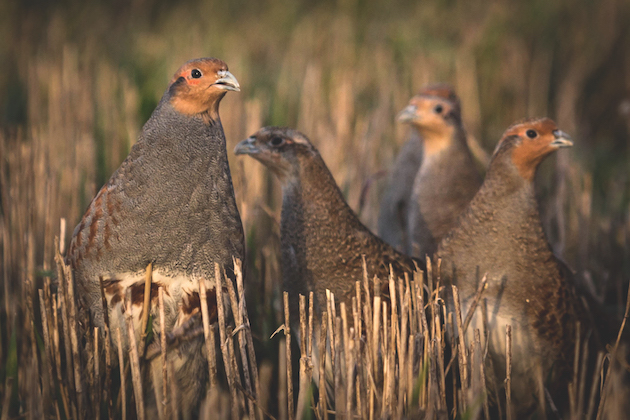 grey partridges