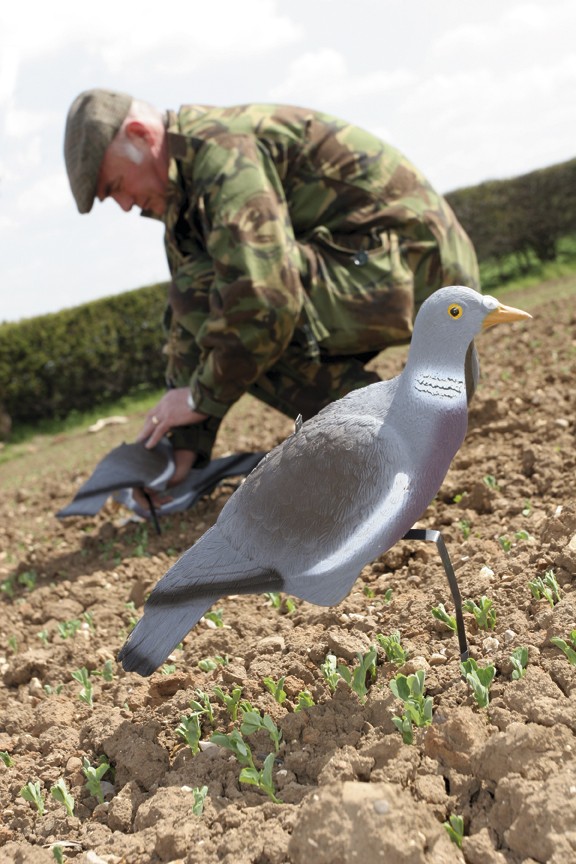 How many decoys do I need when pigeon shooting?
