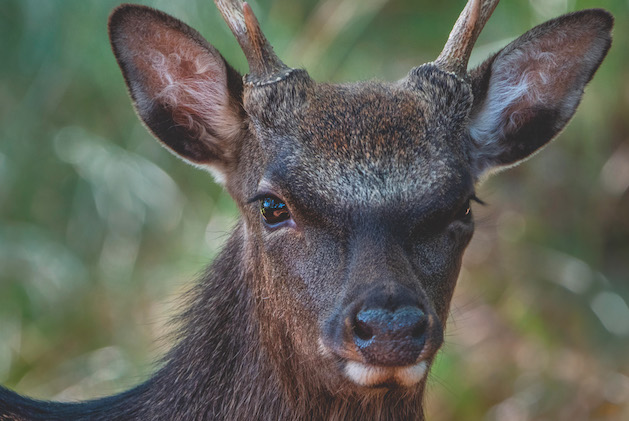 Sika deer