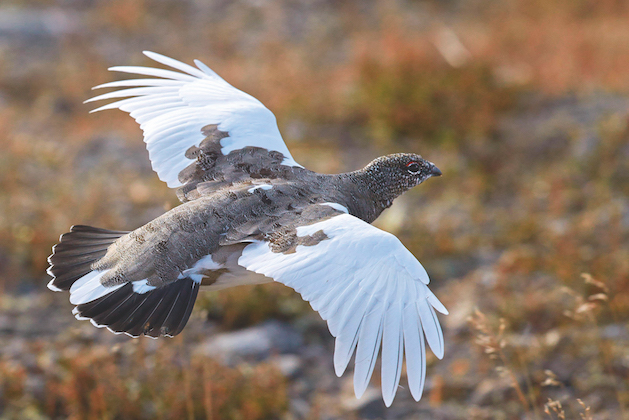 Rock ptarmigan
