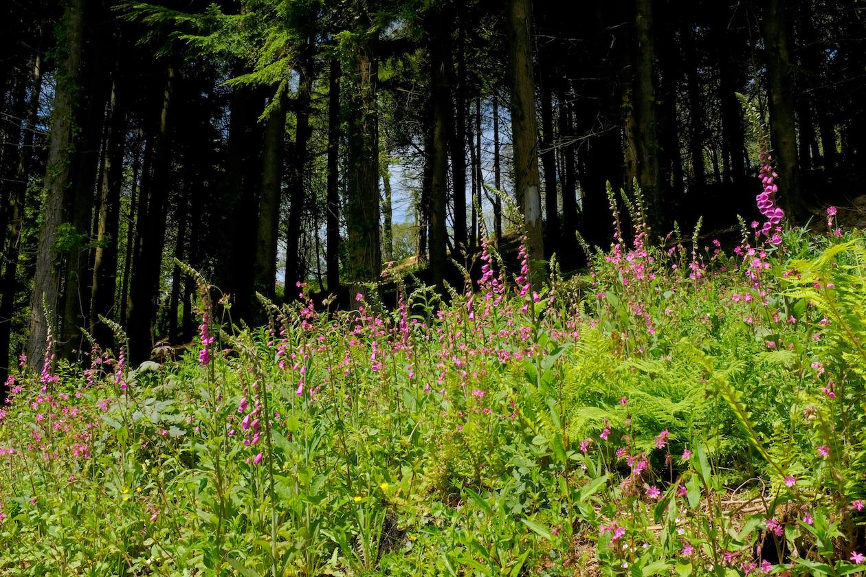 Mass trespass on estate in Devon