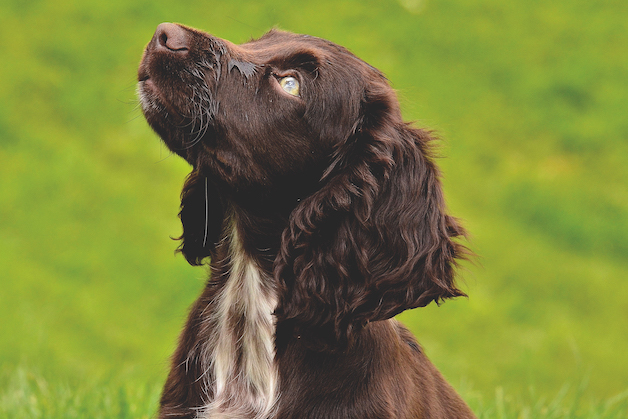 cocker spaniel 