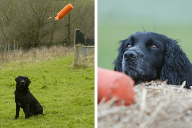 gundog with dummy 
