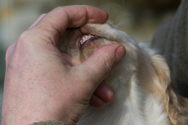 dog health 
