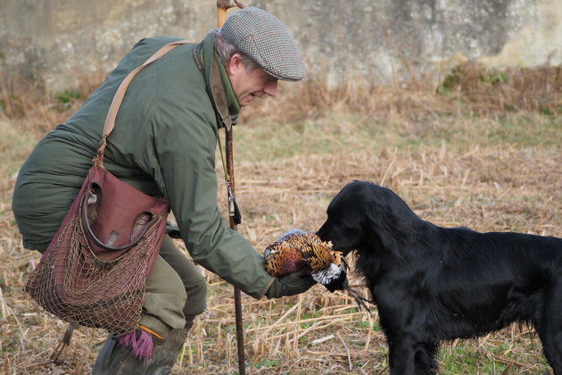 picker up with gundog