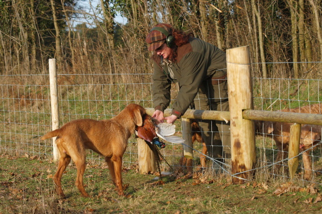 The Hungarian wirehaired vizsla