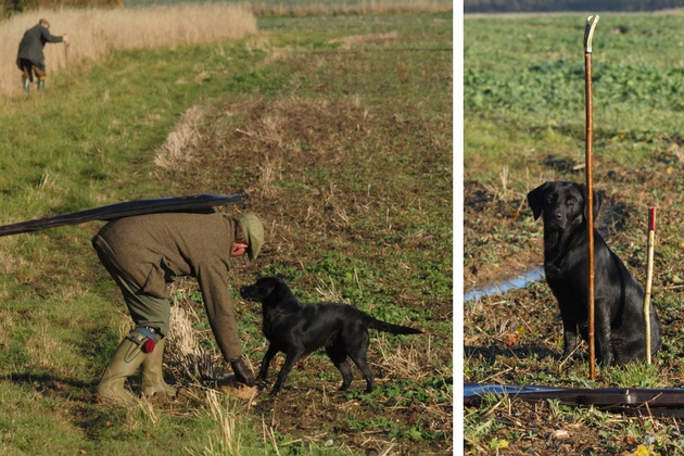 working spaniels 