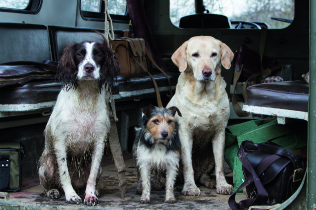 Gundogs
