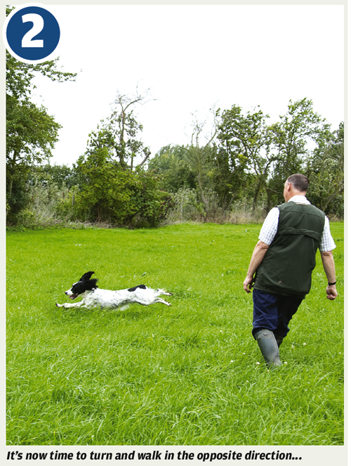 teaching a dog quartering