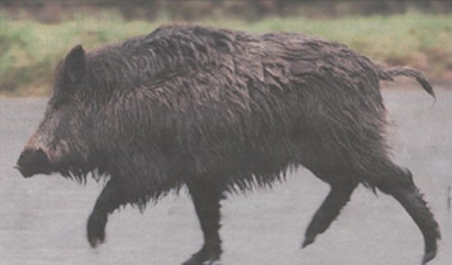 DEFRA make decision over wild boar management