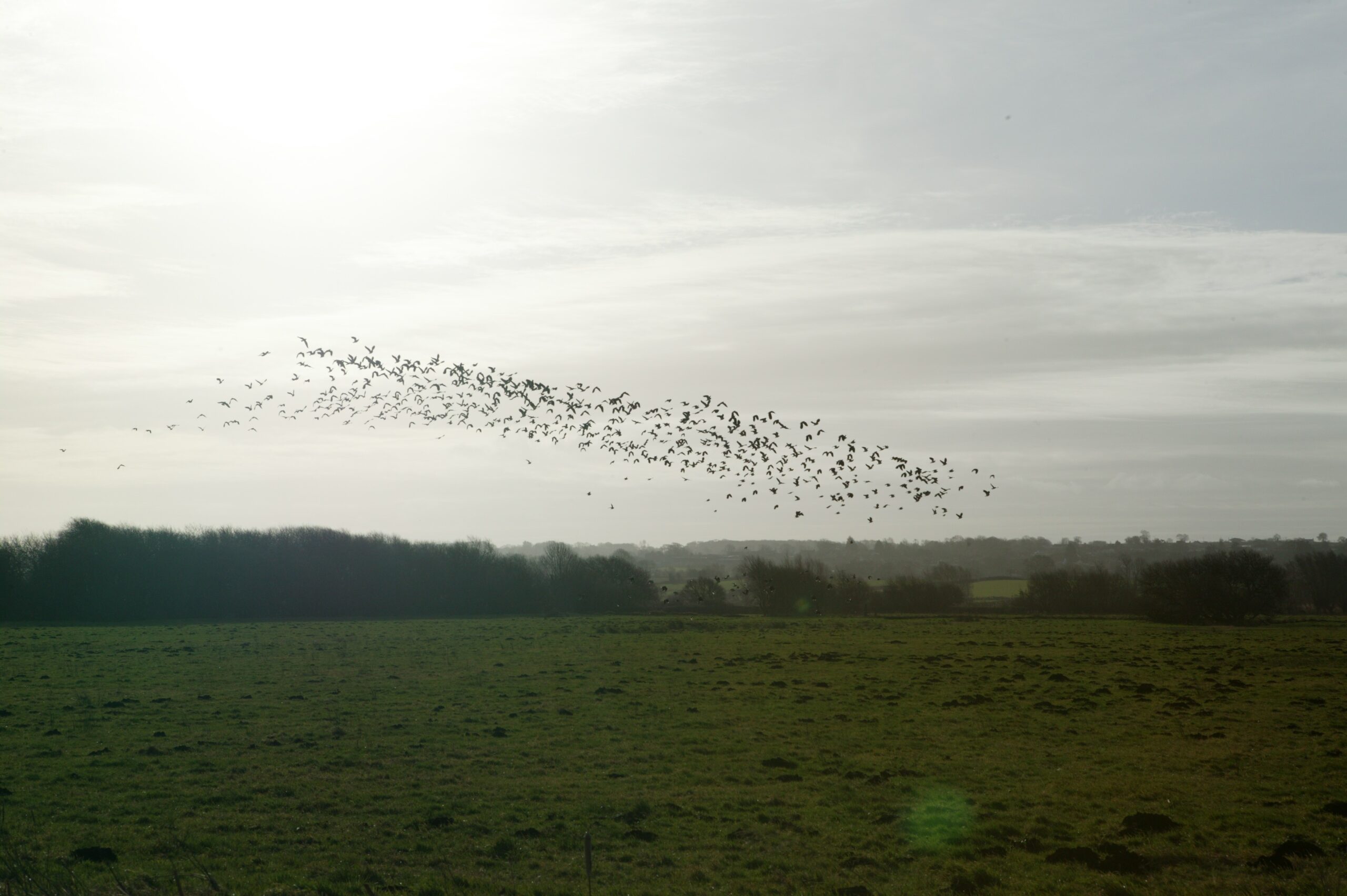 Bird-friendly farming measures on the rise