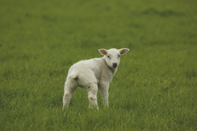 lamb
