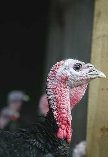 Advice for shooters: Avian flu latest