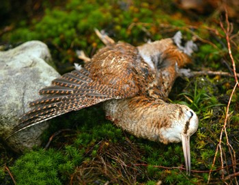 New UK woodcock ringing initiative