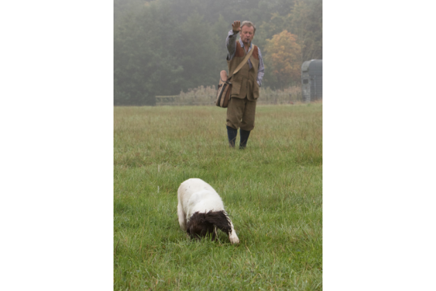 train a gundog to run straight