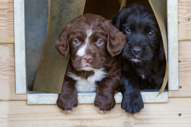 cute puppies