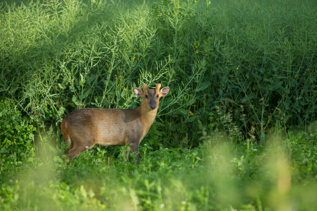 Stalking muntjac