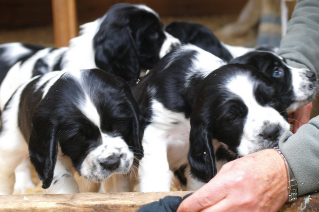 spaniel puppies