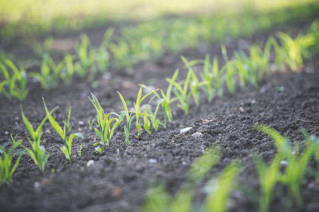 seed bed for cover crops 