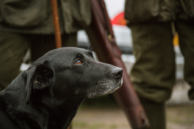 Spaying an older dog. Should you?