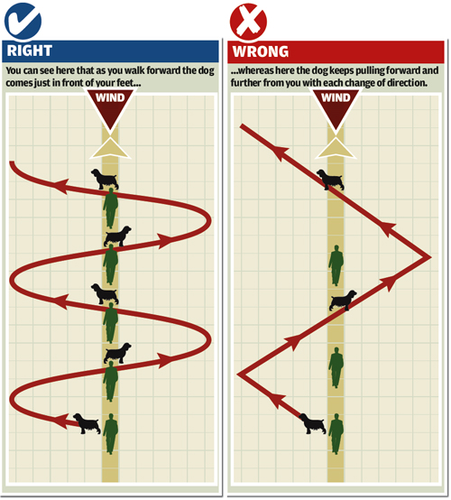 Gundog training - quartering