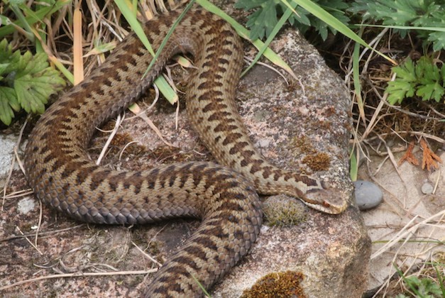Pheasant releases &#8216;could wipe out adders in most of Britain&#8217;