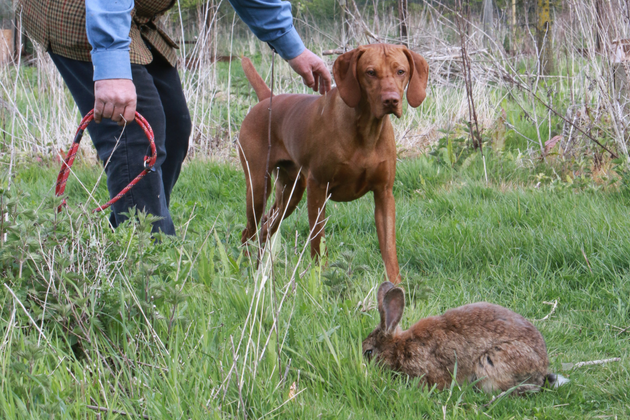Vizsla training 